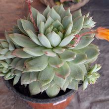 A photo of Echeveria Tippy (HIBRIDO)