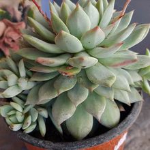 A photo of Echeveria Tippy (HIBRIDO)