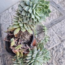 A photo of Echeveria Tippy (HIBRIDO)