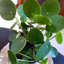 Una foto de Pilea peperomioides  