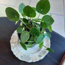 Una foto de Pilea peperomioides  