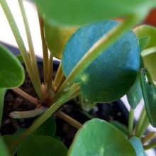Una foto de Pilea peperomioides  