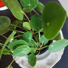 Una foto de Pilea peperomioides  