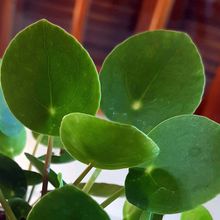 Una foto de Pilea peperomioides  