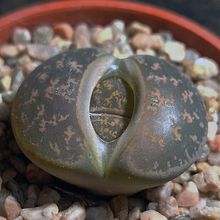 Una foto de Lithops aucampiae ssp. aucampiae var. aucampiae