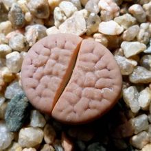 Una foto de Lithops karasmontana ssp. karasmontana