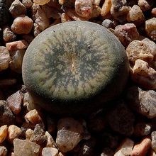 Foto de un cactus que se está identificando actualmente