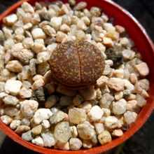Foto de un cactus que se está identificando actualmente