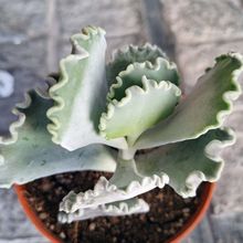 Una foto de Cotyledon orbiculata var. undulata