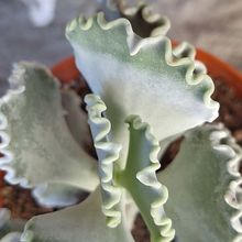 Una foto de Cotyledon orbiculata var. undulata
