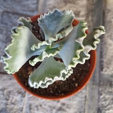 Una foto de Cotyledon orbiculata var. undulata