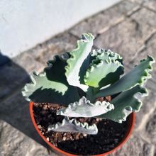 Una foto de Cotyledon orbiculata var. undulata