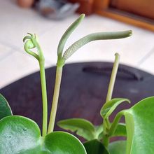 Una foto de Peperomia polybotrya  