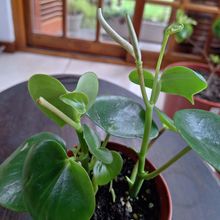 Una foto de Peperomia polybotrya  
