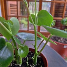 Una foto de Peperomia polybotrya  