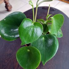 Una foto de Peperomia polybotrya  