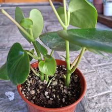 Una foto de Peperomia polybotrya  