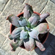 Una foto de Echeveria Culibra (HIBRIDO)