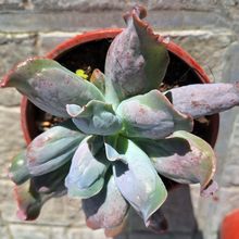Una foto de Echeveria Culibra (HIBRIDO)