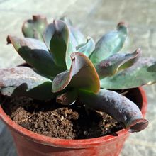 Una foto de Echeveria Culibra (HIBRIDO)