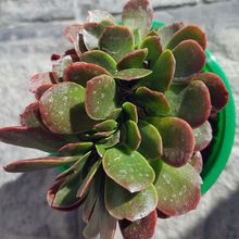 Foto de un cactus que se está identificando actualmente