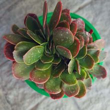 Foto de un cactus que se está identificando actualmente