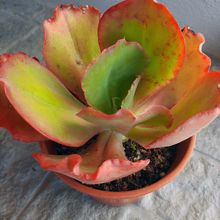 Foto de un cactus que se está identificando actualmente