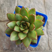 Foto de un cactus que se está identificando actualmente