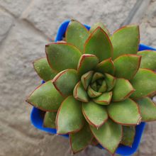 Foto de un cactus que se está identificando actualmente