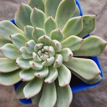 Foto de un cactus que se está identificando actualmente