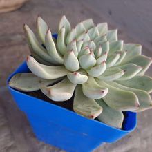 Foto de un cactus que se está identificando actualmente