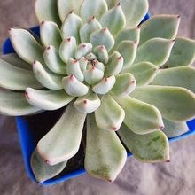 Foto de un cactus que se está identificando actualmente