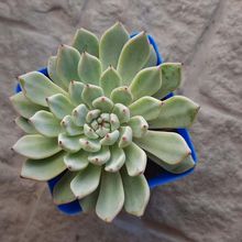 Foto de un cactus que se está identificando actualmente