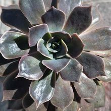 Una foto de Echeveria Linda Jean (HIBRIDO)