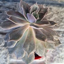 Una foto de Echeveria Linda Jean (HIBRIDO)