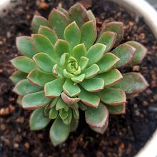 Foto de un cactus que se está identificando actualmente