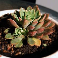 Foto de un cactus que se está identificando actualmente
