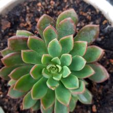 Foto de un cactus que se está identificando actualmente