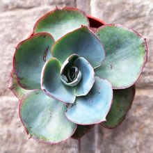 Foto de un cactus que se está identificando actualmente