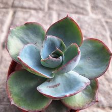 Foto de un cactus que se está identificando actualmente