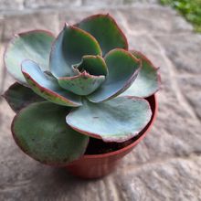 Foto de un cactus que se está identificando actualmente