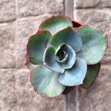 Foto de un cactus que se está identificando actualmente