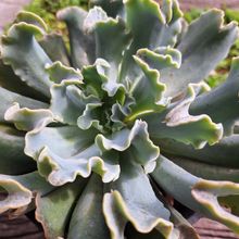 Photo of a cactus currently being identified