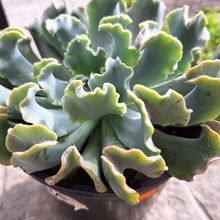 Photo of a cactus currently being identified