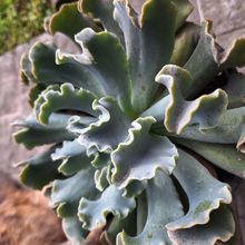 Photo of a cactus currently being identified
