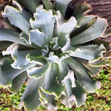 Photo of a cactus currently being identified