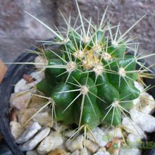 Una foto de Echinocactus grusonii