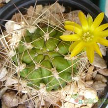 A photo of Weingartia neocumingii