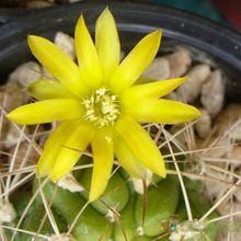 A photo of Weingartia neocumingii