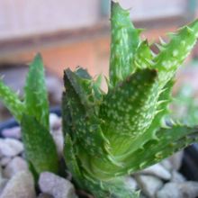Una foto de Aloe juvenna